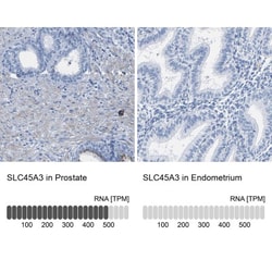 SLC45A3/Prostein Antibody, Novus Biologicals:Antibodies:Primary Antibodies